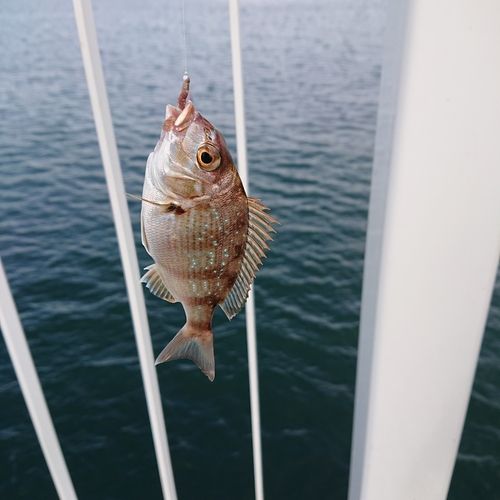 チャリコの釣果