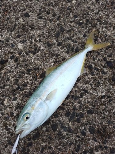 ワカシの釣果