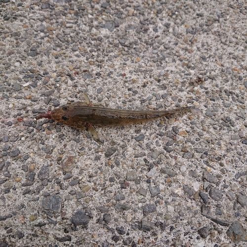 マハゼの釣果
