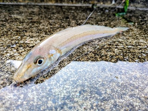 キスの釣果