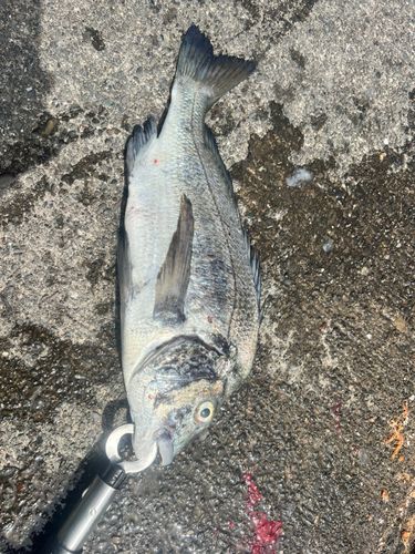 チヌの釣果