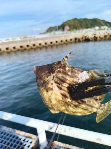 カワハギの釣果