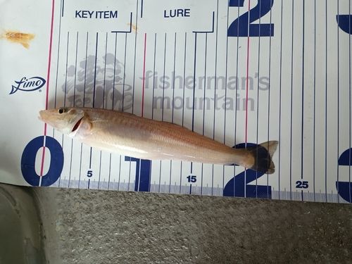 ベッコウゾイの釣果