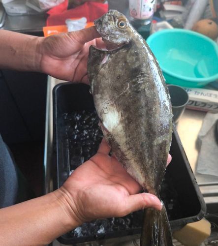 アイゴの釣果