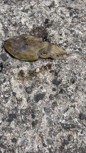 コウイカの釣果
