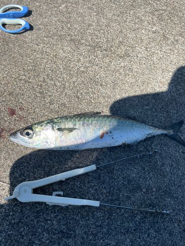 サバの釣果