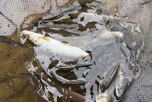 アユの釣果