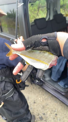 ショゴの釣果