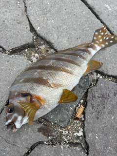 タカノハダイの釣果