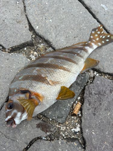 タカノハダイの釣果