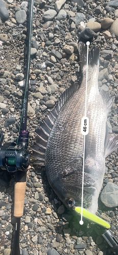 チヌの釣果