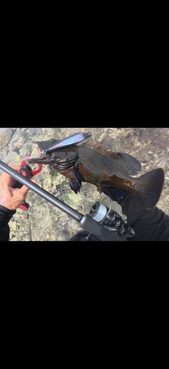 アオノメハタの釣果