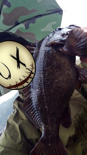 ムラソイの釣果