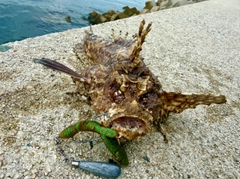 オニオコゼの釣果