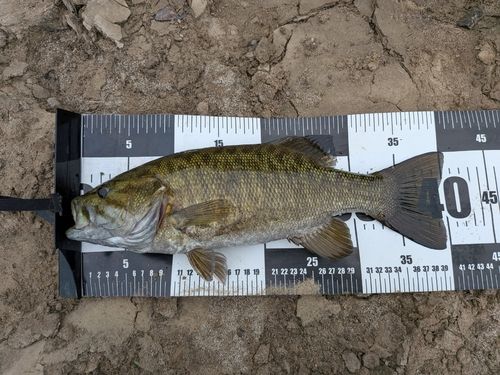 スモールマウスバスの釣果