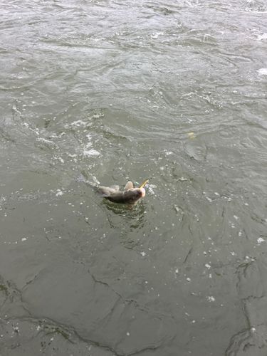 ニゴイの釣果
