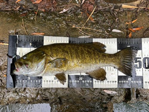 スモールマウスバスの釣果