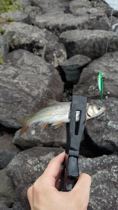ウグイの釣果