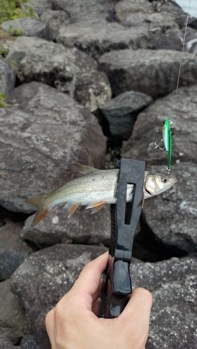 ウグイの釣果