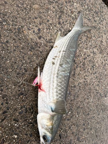 ボラの釣果
