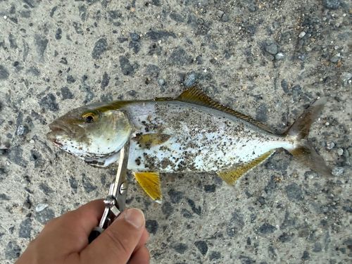 ネリゴの釣果