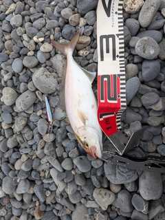 ショゴの釣果