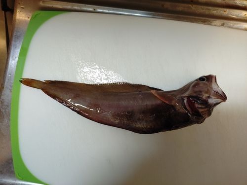 ドンコの釣果