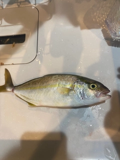 シオの釣果