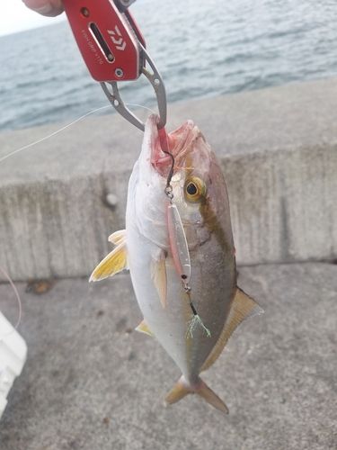 ショゴの釣果