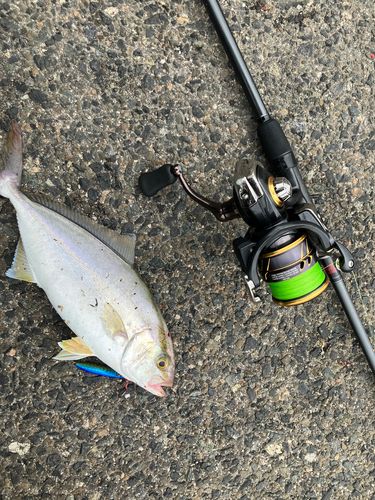 ショゴの釣果