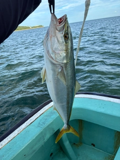 メジロの釣果