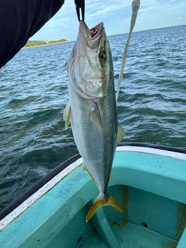 メジロの釣果