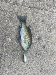 ブルーギルの釣果