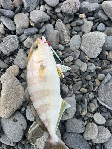ショゴの釣果