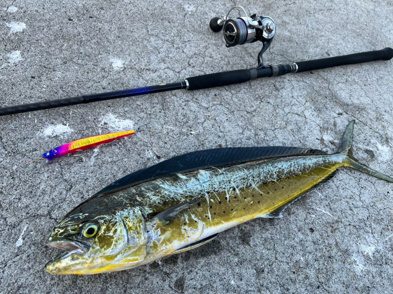 DAIWA 24セルテート LT5000D-XHの最安値・インプレ・釣果 | 本音の