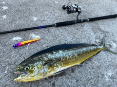 シイラの釣果