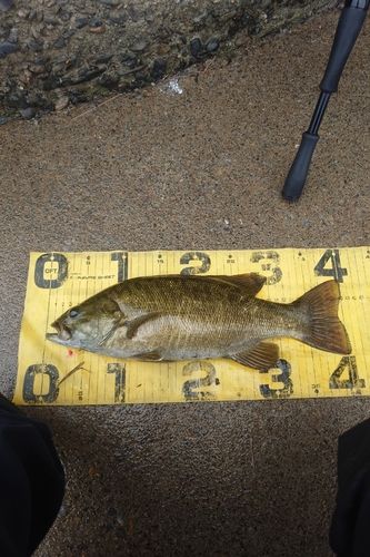 スモールマウスバスの釣果