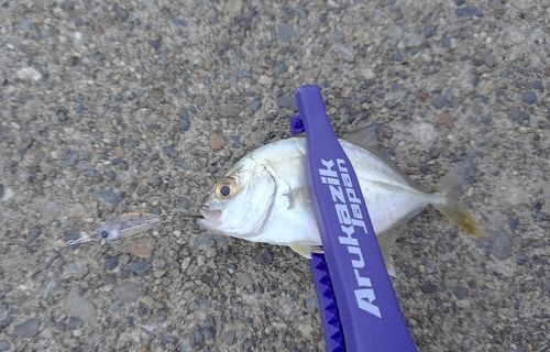 メッキの釣果