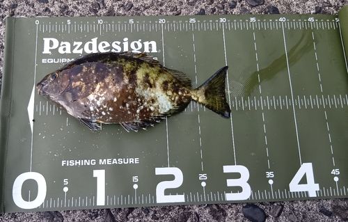 アイゴの釣果