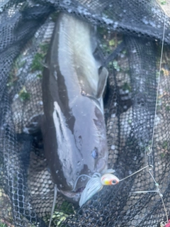 ナマズの釣果