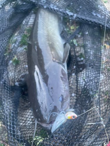ナマズの釣果
