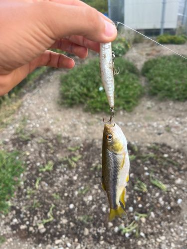 カワムツの釣果