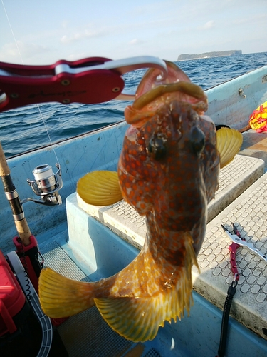 アコウの釣果