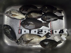 クチブトグレの釣果