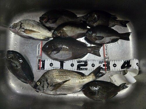 クチブトグレの釣果