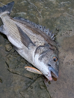 チヌの釣果