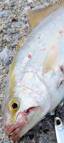 ショゴの釣果