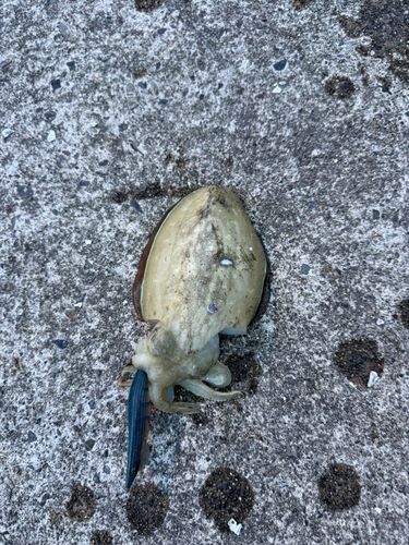 コウイカの釣果