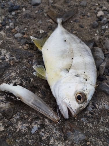 メッキの釣果
