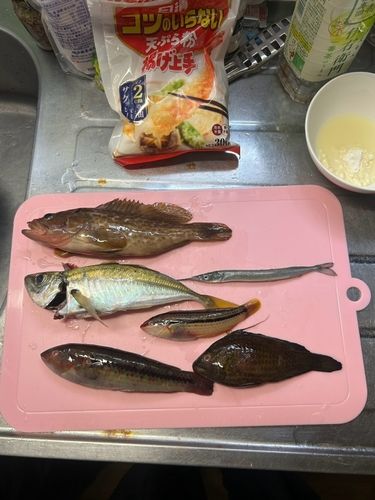 アジの釣果